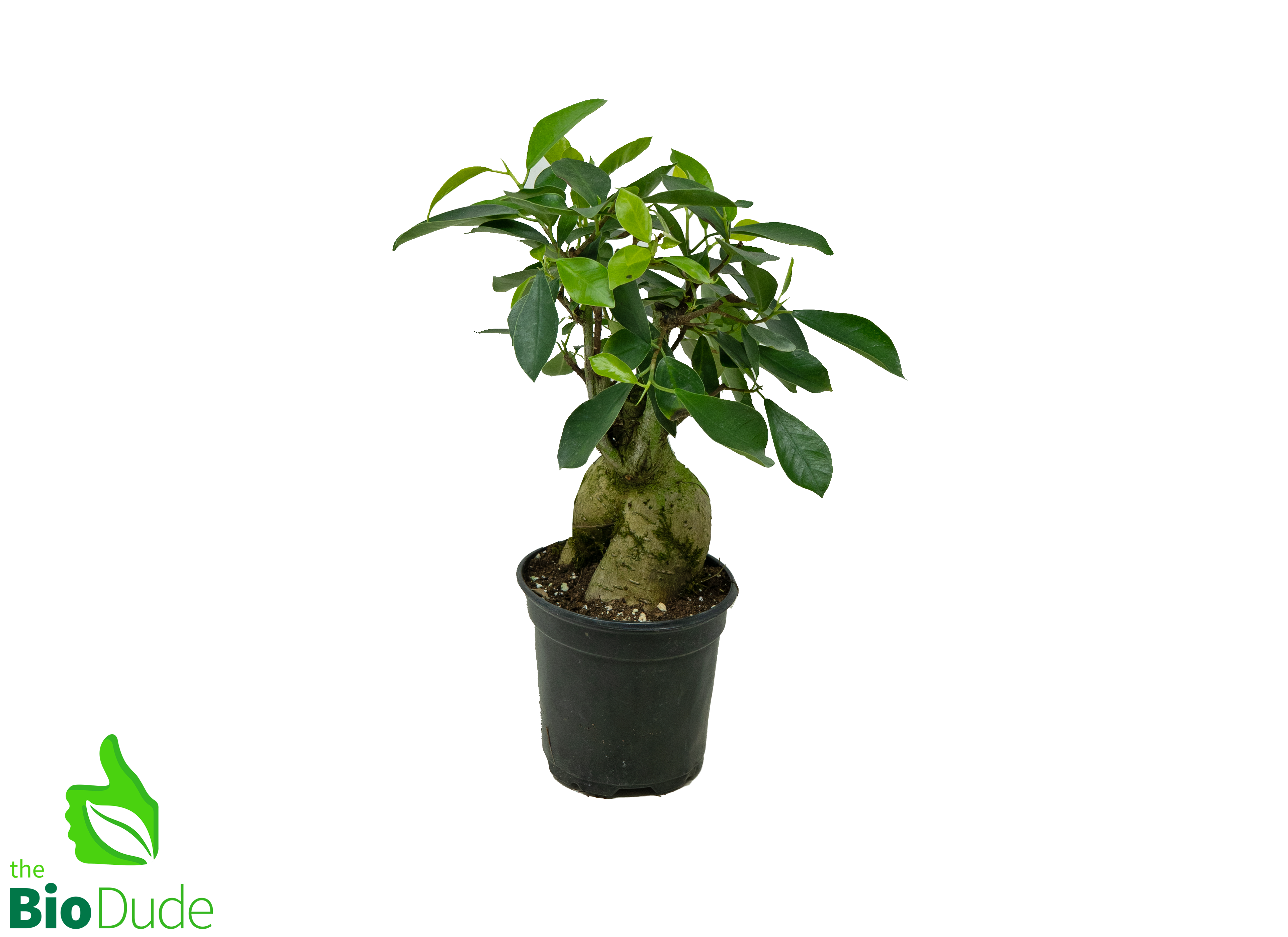 ficus plant pot 4" Pot Ficus Ginseng – The Bio Dude