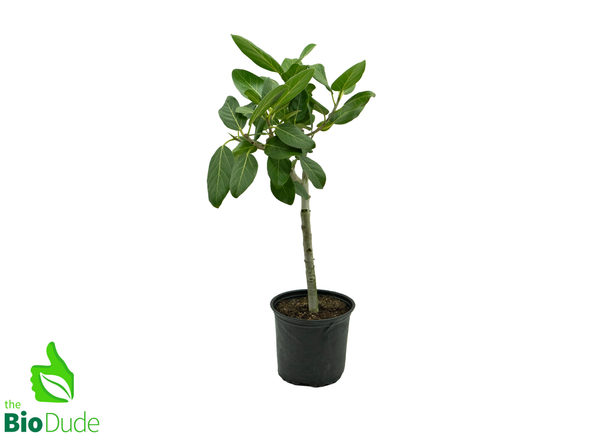 8" Pot Ficus Audrey Standard