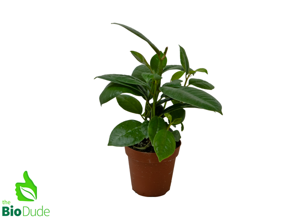 4" Pot Ficus Elastica Robusta, Rubber Tree