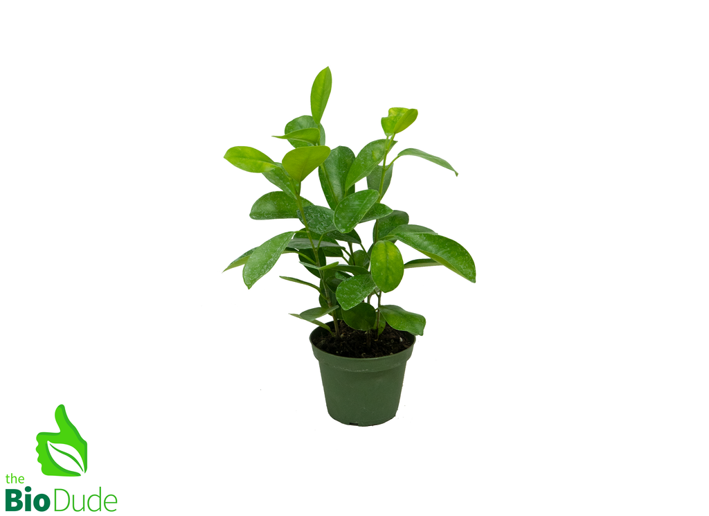 4" Pot Ficus Moclame