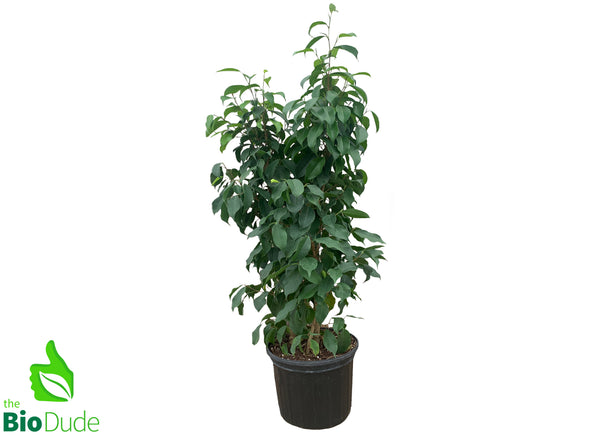 8" Pot Ficus Spire -Tall