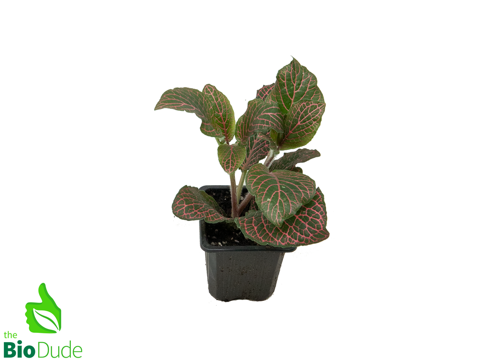 3" Pot Fittonia Red