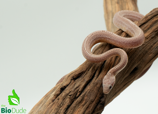 Corn Snake - Ghost Tessera
