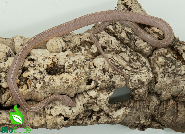 Corn Snake - Ghost Tessera