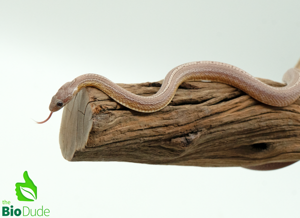 Corn Snake - Ghost Tessera