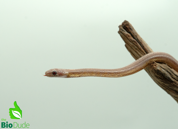Corn Snake - Ghost Tessera