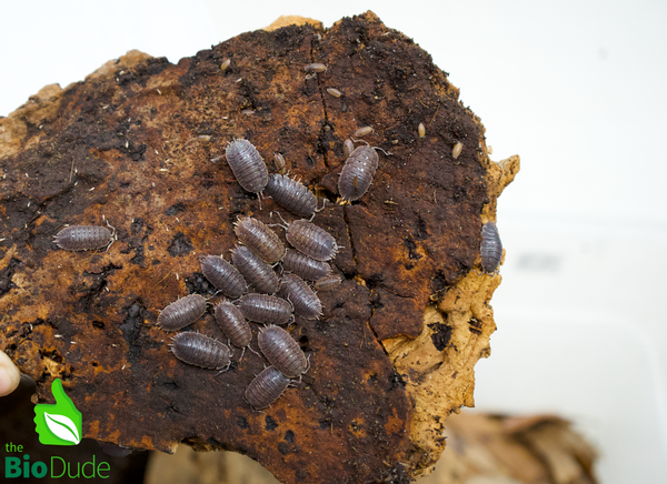 Porcellio dilatatus "Giant Canyon" Isopods FREE SHIPPING