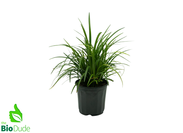 Large 6"/Small 1 Gal Pot - Liriope Grass Evergreen Giant