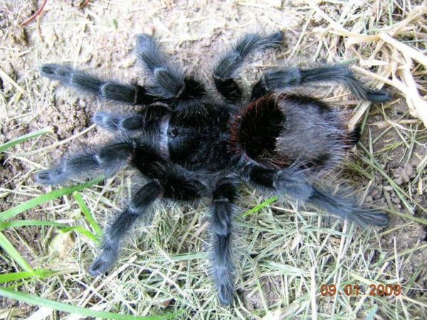 Grammostola actaeon – Brazilian Wooly Black Tarantula | Rare South American Giant | Live Arrival Guarantee  | TDE
