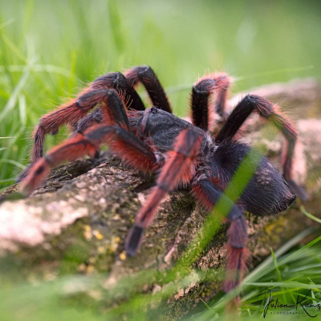 Grammostola anthracina - Brazilian Giant Tawny Red Tarantula for Sale | Live Arrival Guarantee | TDE