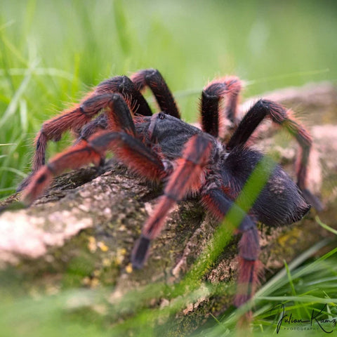 Grammostola anthracina - Brazilian Giant Tawny Red Tarantula for Sale | Live Arrival Guarantee | TDE