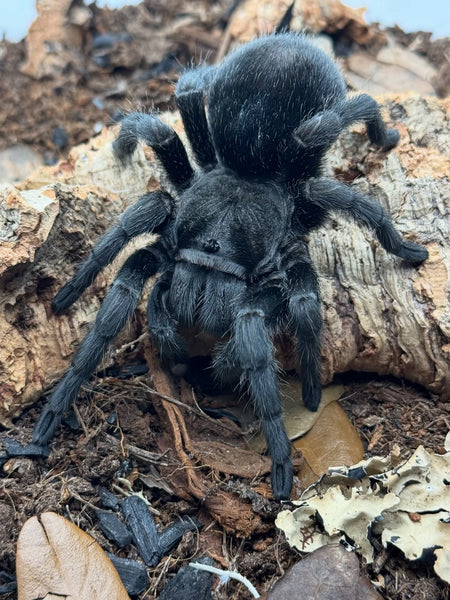 Grammostola pulchra - Brazilian Black Tarantula for Sale (Grammostola quirogai) | TDE