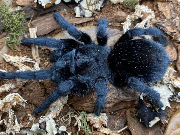 Grammostola pulchra - Brazilian Black Tarantula for Sale (Grammostola quirogai) | TDE
