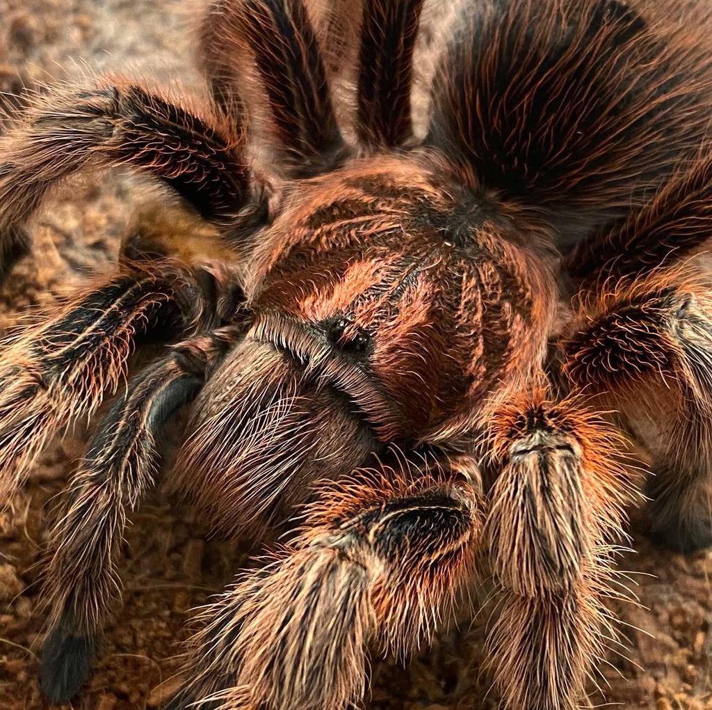 Grammostola rosea RCF - Chilean Rose Hair 'Red' Tarantula for Sale | TDE