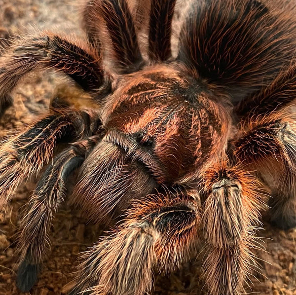 Grammostola rosea RCF - Chilean Rose Hair 'Red' Tarantula for Sale | TDE