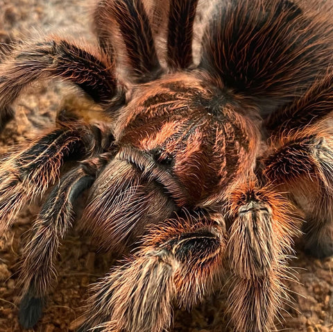 Grammostola rosea RCF - Chilean Rose Hair 'Red' Tarantula for Sale | TDE