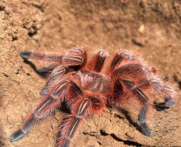 Grammostola rosea RCF - Chilean Rose Hair 'Red' Tarantula for Sale | TDE