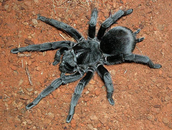 Grammostola pulchra - Brazilian Black Tarantula for Sale (Grammostola quirogai) | TDE