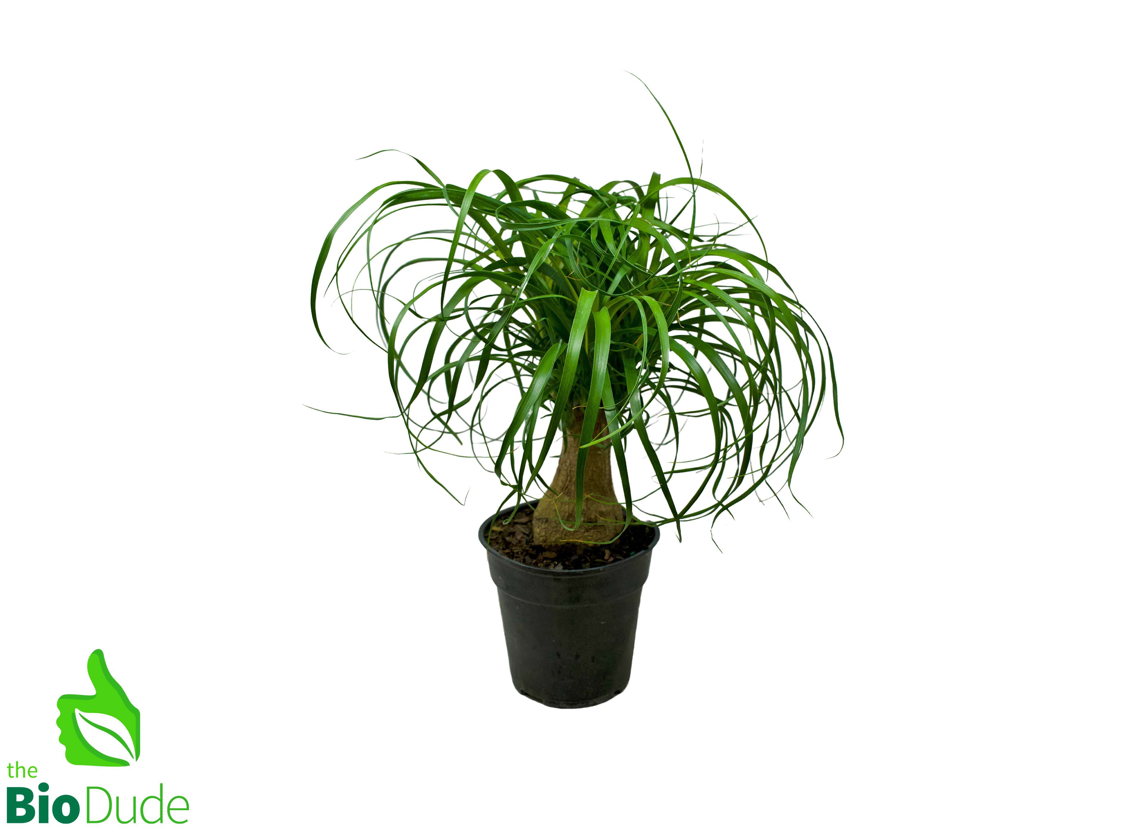 elephant palm plant 6" Pot Guatemalan Ponytail Palm