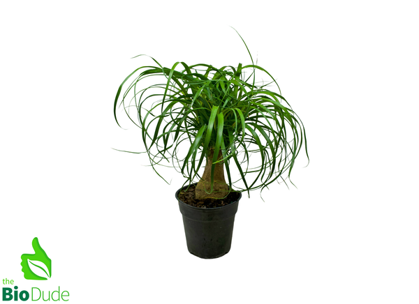 6" Pot Guatemalan Ponytail Palm