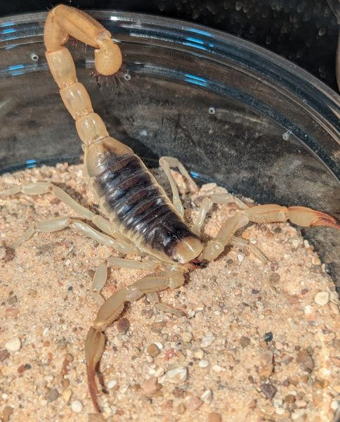 Hadrurus arizonensis – Desert Hairy Scorpion | Impressive North American Species | Live Arrival Guarantee | TDE