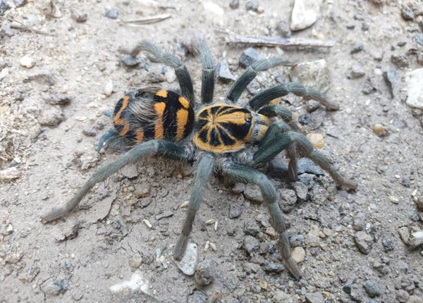 Hapalopus planetearth - Ecuadorian Crowned Tarantula for Sale | Live Arrival Guarantee | Theraphosinae sp Yasuni | TDE