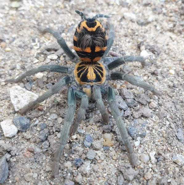 Hapalopus planetearth - Ecuadorian Crowned Tarantula for Sale | Live Arrival Guarantee | Theraphosinae sp Yasuni | TDE