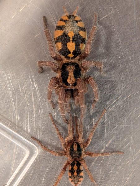 Hapalopus formosus - Pumpkin Patch Tarantula for Sale | TDE