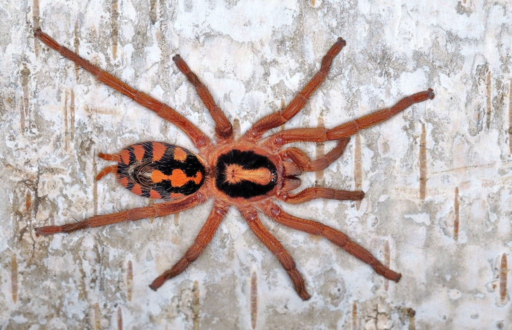 Hapalopus formosus - Pumpkin Patch Tarantula for Sale | TDE