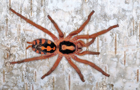 Hapalopus formosus - Pumpkin Patch Tarantula for Sale | TDE
