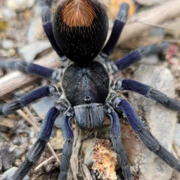 Hapalotremus hananqheswa – High Valley Blue Tarantula | Rare Iridescent New World Species | Live Arrival Guarantee | TDE