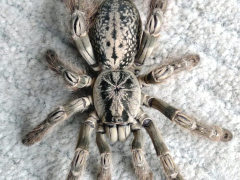 Heteroscodra maculata – Togo Starburst Baboon Tarantula | Lightning-Fast African Ornamental | TDE