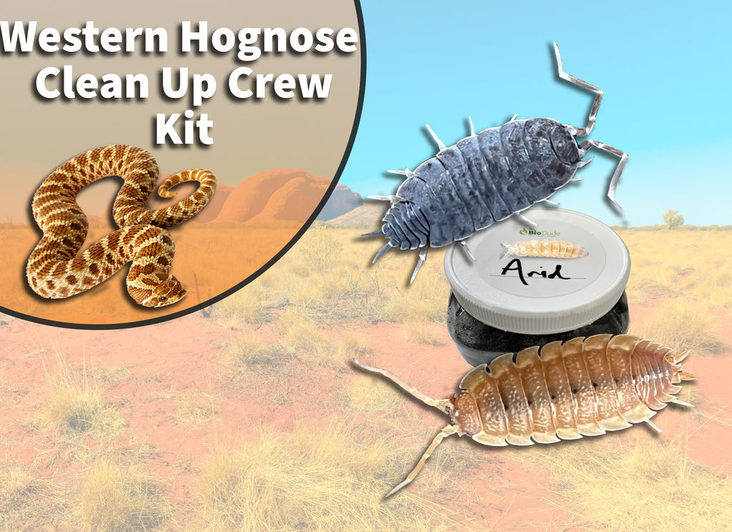 Western Hognose Snake Clean Up Crew Pack  *includes overnight shipping*