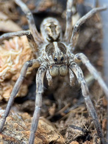 Hogna carolinensis – Carolina Wolf Spider | Largest North American Wolf Spider | Live Arrival Guarantee| TDE