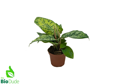 4" Pot Homalomena Camouflage