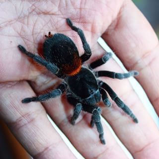 Homoeomma chilense - Chilean Flame Tarantula for Sale | TDE
