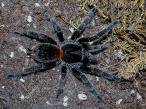 Homoeomma chilense - Chilean Flame Tarantula for Sale | TDE