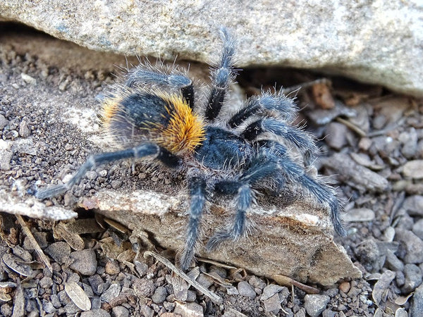 Homoeomma orellanai - Chilean Yellow Flame Tarantula for Sale | TDE