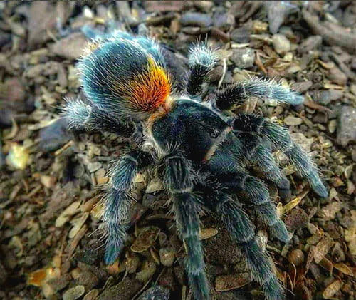Homoeomma orellanai - Chilean Yellow Flame Tarantula for Sale | TDE