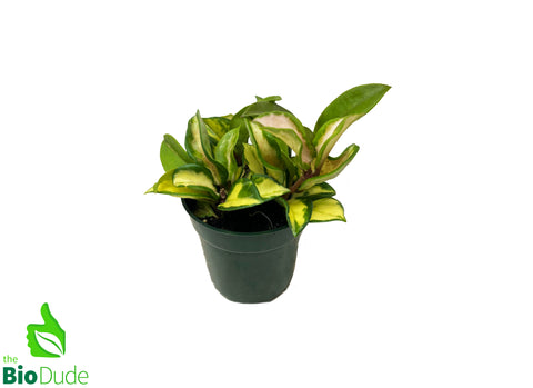 4" Pot Hoya Exotica
