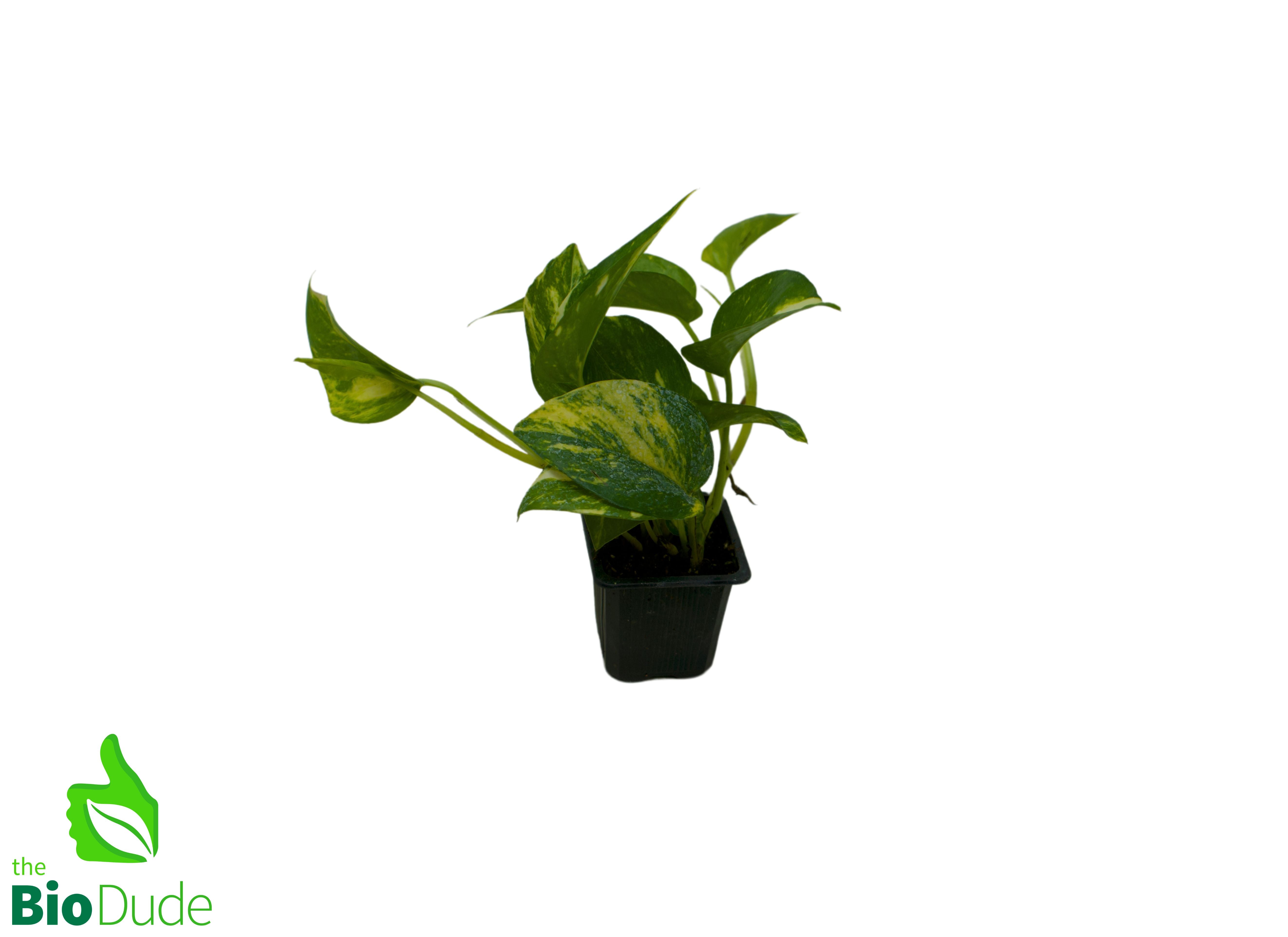 pothos temperature tolerance 3" Pot Pothos Golden