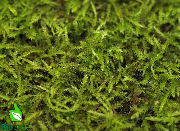 Live hand propagated Hypnum cupressiforme moss