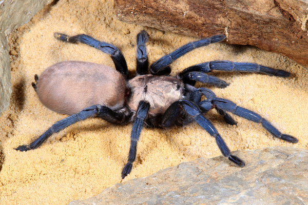 Ischnocolus jickelii 'Blue' - Dhofar Blue Dwarf Tarantula for Sale | Live Arrival Guarantee | TDE