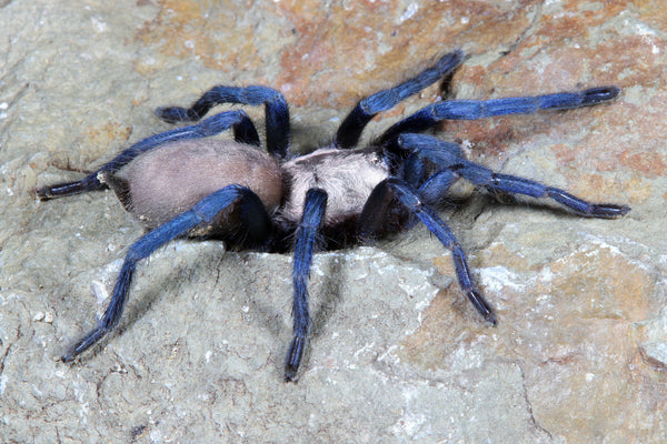 Ischnocolus jickelii 'Blue' - Dhofar Blue Dwarf Tarantula for Sale | Live Arrival Guarantee | TDE