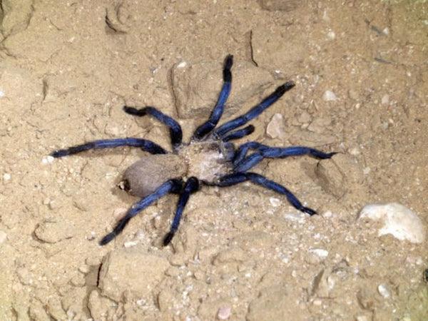 Ischnocolus jickelii 'Blue' - Dhofar Blue Dwarf Tarantula for Sale | Live Arrival Guarantee | TDE