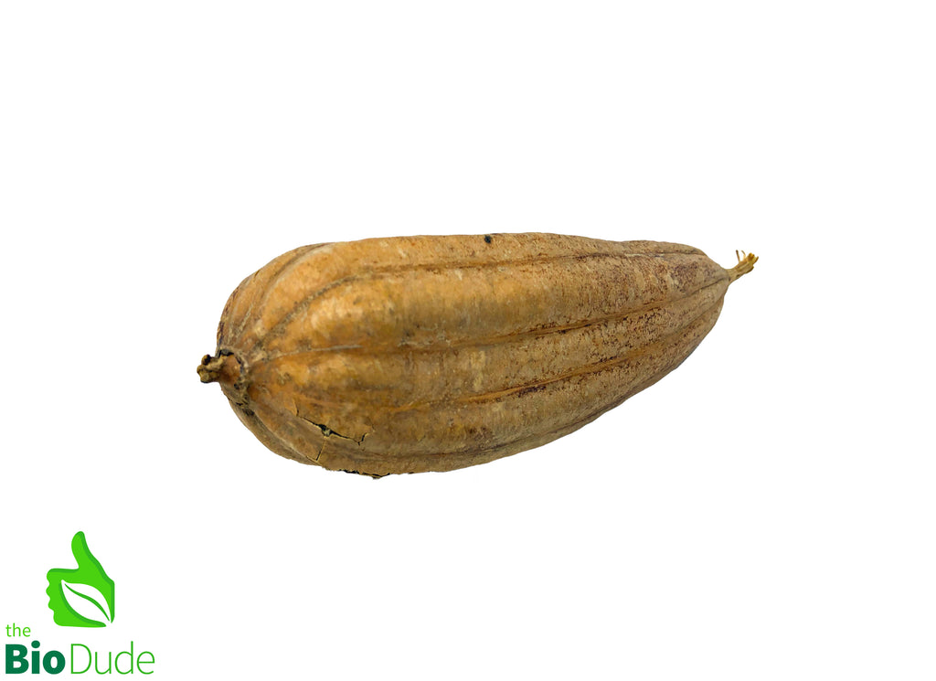 Jinga Seed Nut Pod