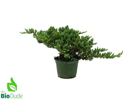 4" Pot Bonsai Juniper Starts