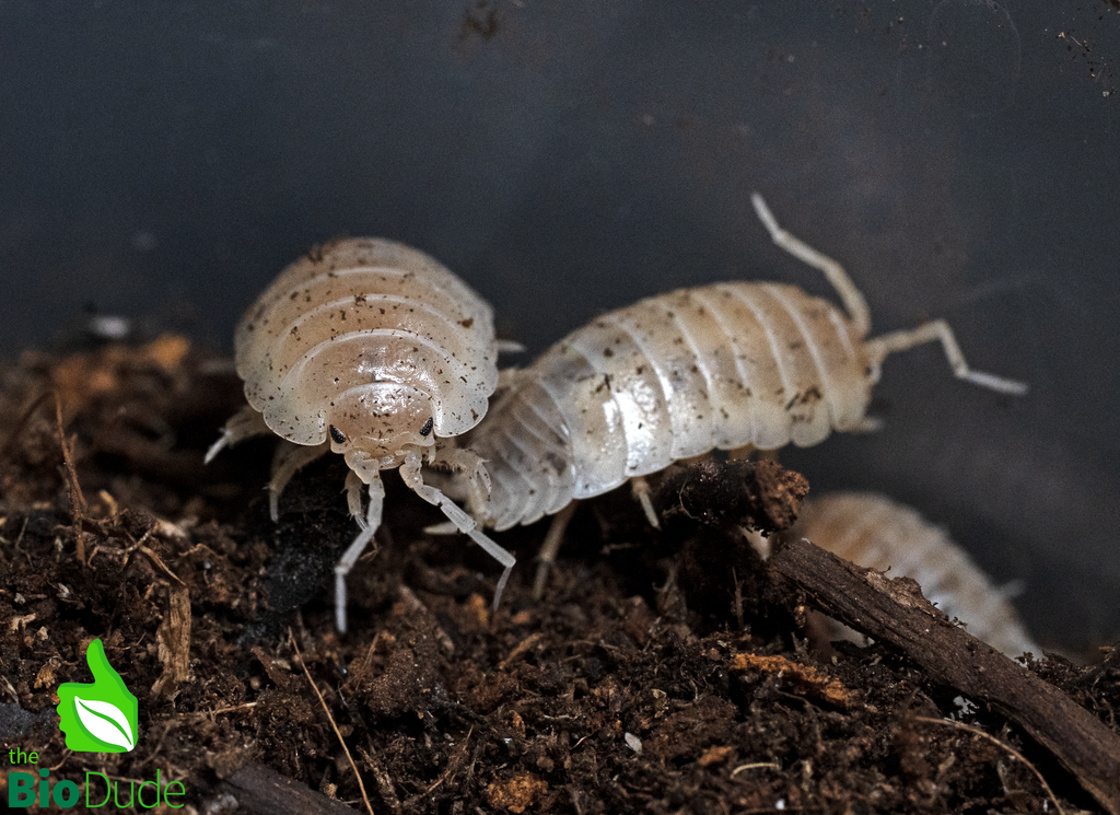 Porcellio Laevis "White Out" Isopods FREE SHIPPING