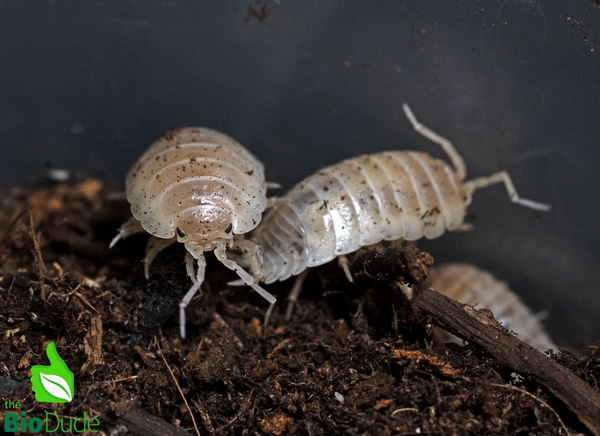 Porcellio Laevis "White Out" Isopods FREE SHIPPING