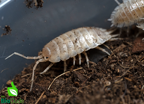 Porcellio Laevis "White Out" Isopods FREE SHIPPING